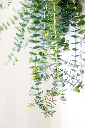 eucalyptus spa shower