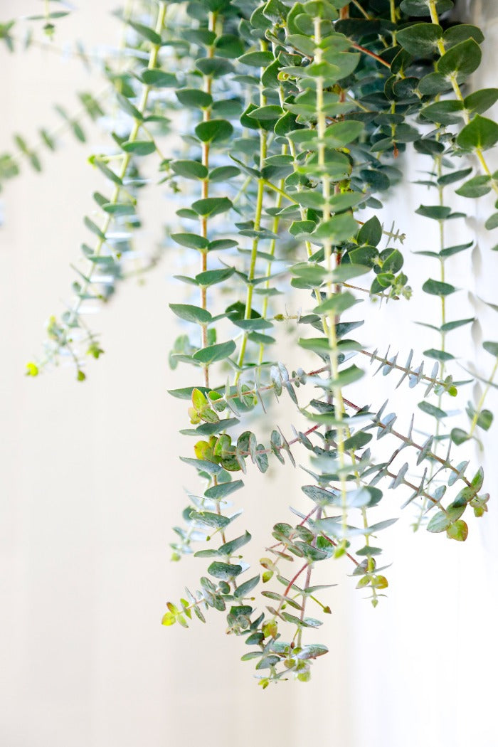 eucalyptus plant indoor shower Eucalyptus Shower Bundle: Buy Eucalyptus For Shower Eucalyptus XL (large Eucalyptus bundle)