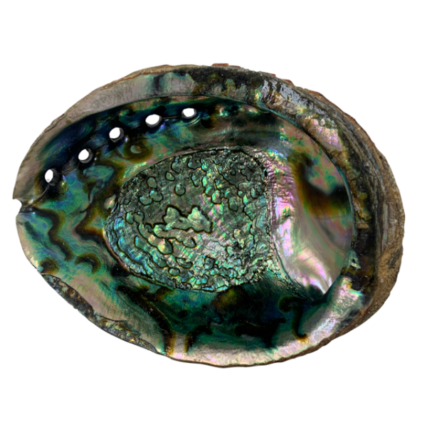 abalone shell natural for smudging